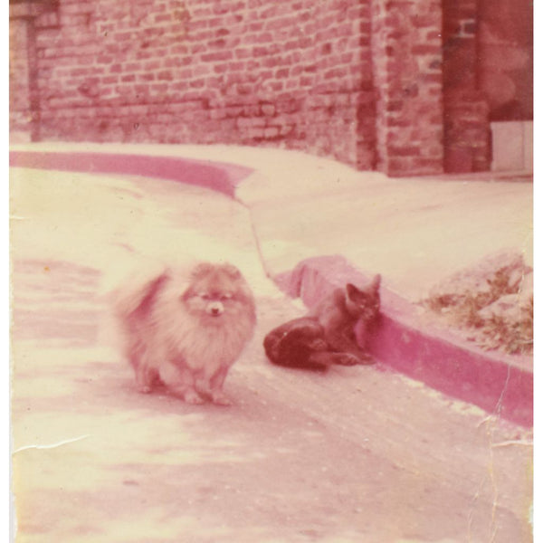 Binder of Signed Letters from Literary Figures and Others Sent to Dr. Absalom Minola, Cat Extraordinaire