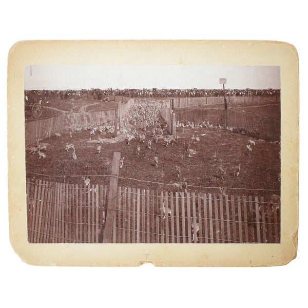 Six Photographs from the Grand Army Rabbit Drive in Fresno on March 12, 1892 [with] Two Photographs from a Later Rabbit Drive